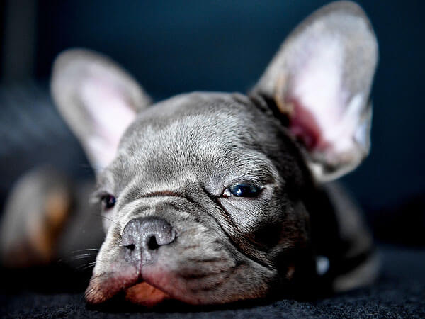 How To Breed A Lilac French Bulldog