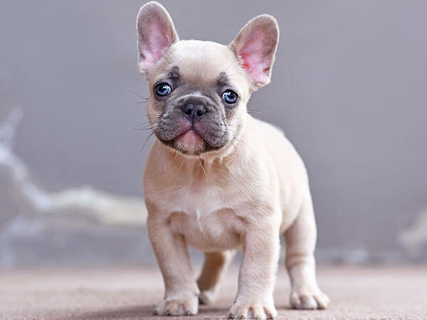 Lilac Fawn Frenchies