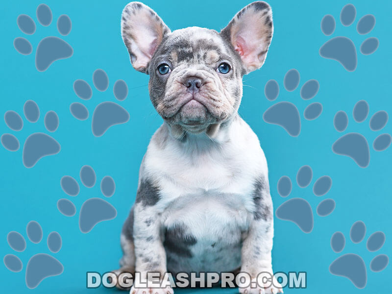 Lilac Merle French Bulldog