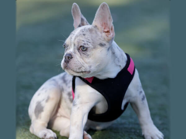 Lilac Merle Frenchie