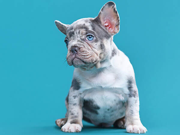 Merle Lilac French Bulldog