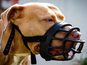 How To Put A Muzzle On A Dog: 4 Easy Steps! - Dog Leash Pro