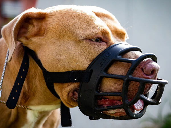 Muzzle Aggressive Dog