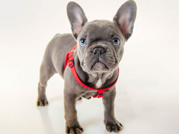 What Is Lilac Color In French Bulldogs