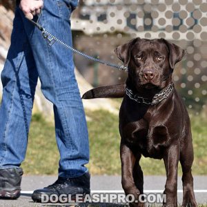What To Put On Rope Burn From Dog Leash