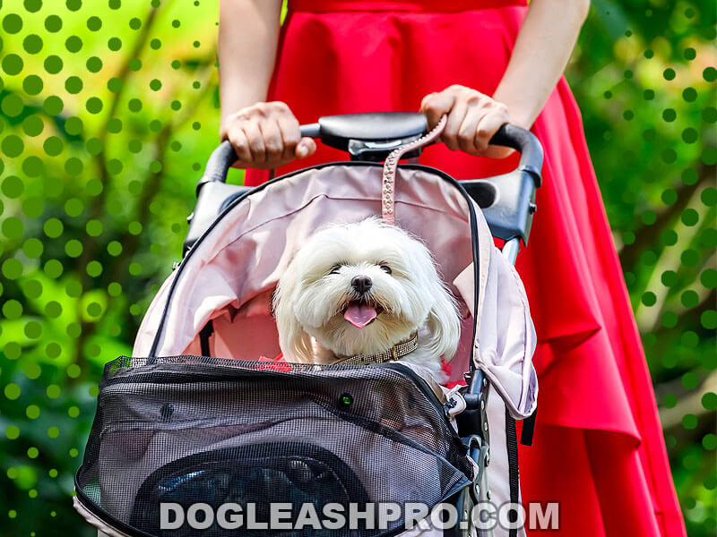 Best Dog Stroller for Jogging