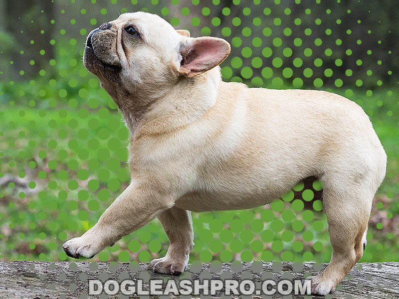 How Far Can French Bulldogs Walk