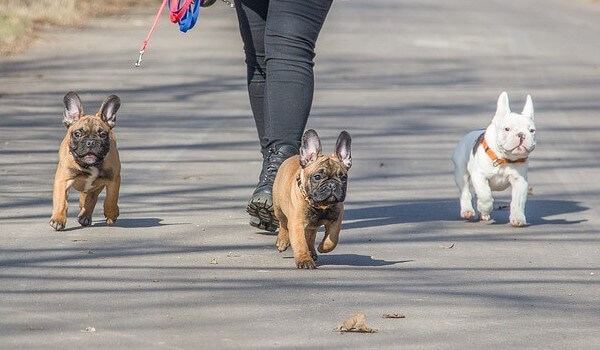 How Far To Walk A French Bulldog