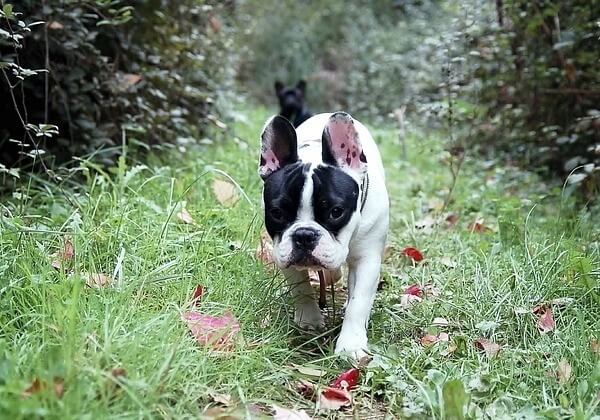How Long Can You Walk A French Bulldog