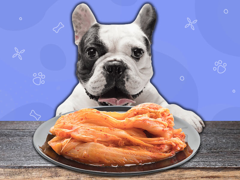 Can Dogs Eat Kimchi