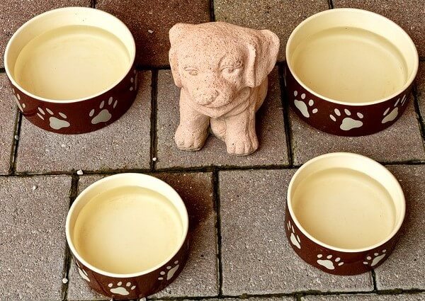 Dog Nudges Food Bowl With Nose